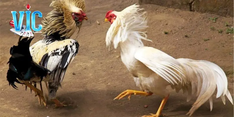 Đá gầ cựa sắt VICCLUB có thời gian diễn ra vô cùng nhanh chóng